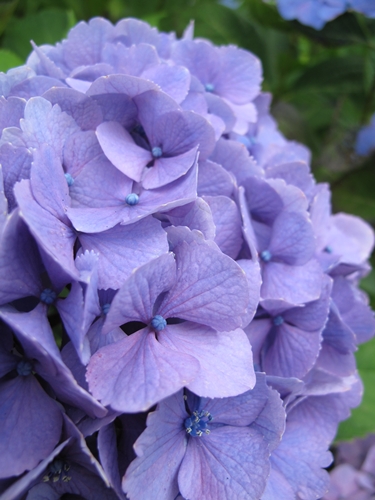 田貫湖湖畔　あじさい07