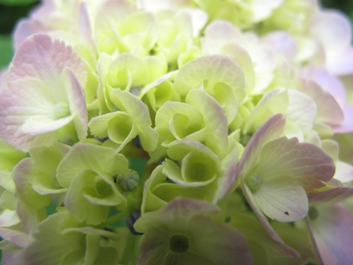 田貫湖湖畔　あじさい09