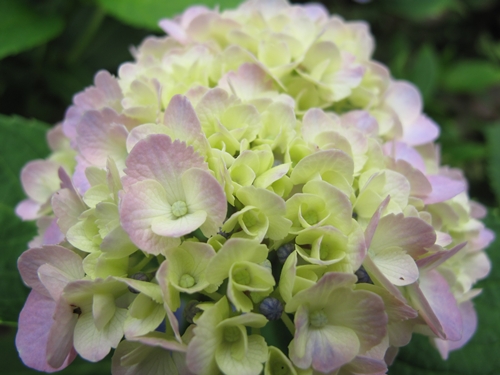 田貫湖湖畔　あじさい10