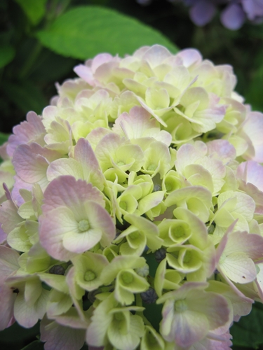 田貫湖湖畔　あじさい11