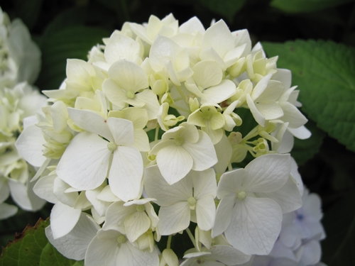 田貫湖湖畔　あじさい12