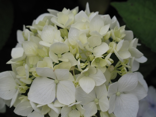 田貫湖湖畔　あじさい13