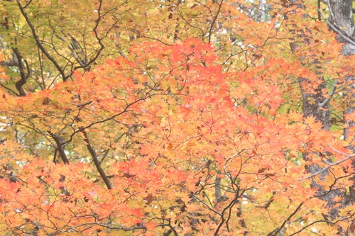 日光19湯滝付近