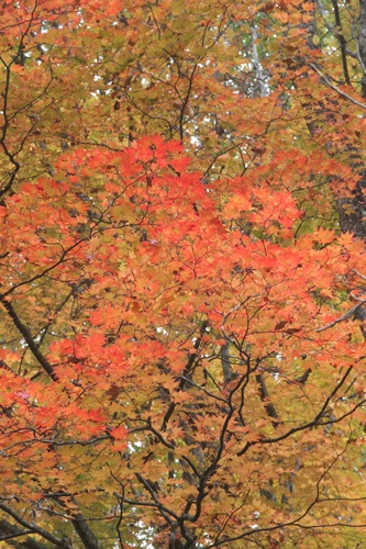 日光20湯滝付近