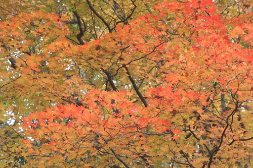 日光21湯滝付近