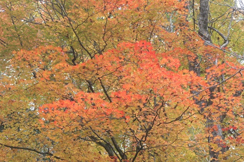 日光22湯滝付近