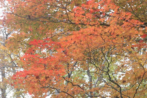 日光23湯滝付近