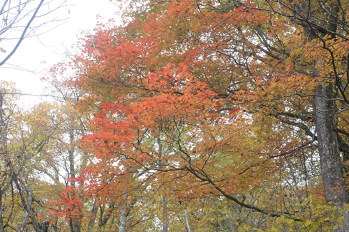 日光24湯滝付近