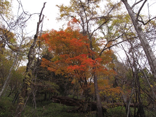 日光16湯滝付近