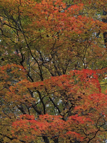 日光18湯滝付近